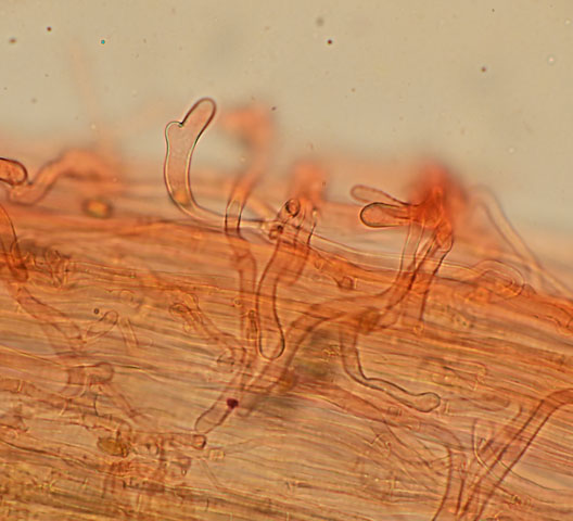 Inocybe pseudodestricta